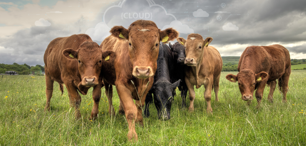 New Livestock Monitoring Blockchain Technology - Breedr