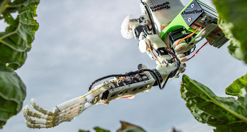 Cauliflowers can bruise easily, the robot has to carefully harvest the produce whilst also assessing its readiness through detailed camera analysis. 