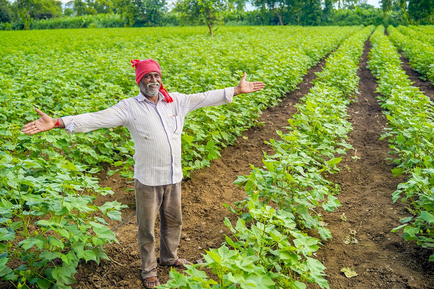 An Indian farmer in a cotton field