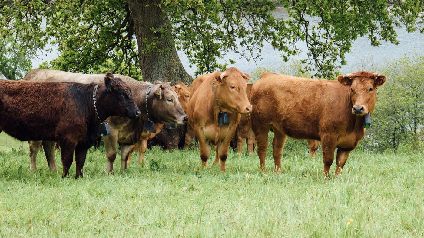 Nofence - does the future of livestock grazing involve virtual fencing ...